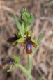 Ophrys_speculum_lusitanica_4