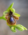 Ophrys_speculum_lusitanica_5