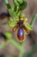 Ophrys_speculum_lusitanica_6