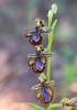 Ophrys speculum, Malaga, Spanien 2019-04-13