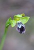 Ophrys dyris, Malaga Spanien 2019-04-10