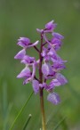 St Pers nycklar, Orchis mascula ssp. mascula, Gotland 2019-05-28
