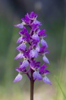 St Pers nycklar, Orchis mascula ssp. mascula, Gotland 2019-05-28