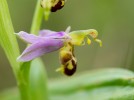 Ophrys apifera, Skåne 2019-06-15