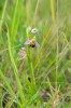 Ophrys apifera, Skåne 2019-06-15