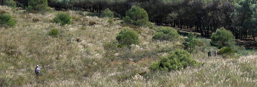Grassy field at site 2