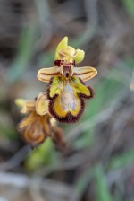 Mirror orchid (Ophrys speculum) without the blue mirror, because of age?