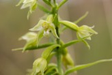 Epipactis phyllanthes subsp. arenaria, Skåne 2019-07-17