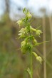 Epipactis phyllanthes subsp. arenaria, Skåne 2019-07-17