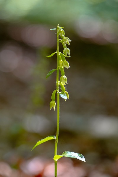 Kal knipprot, E. phyllanthes subsp. pendula, Omberg 2019-07-25