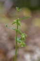 Epipactis phyllanthes confusa, Omberg 2019-07-25