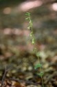 Epipactis phyllanthes confusa, Omberg 2019-07-25