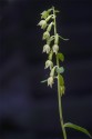 Epipactis phyllanthes subsp. pendula, Omberg 2019-07-25