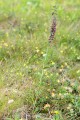 Epipactis atrorubens subsp. triploidea, Skåne 2019-07-17 