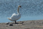 Knölsvan / Mute Swan /  Cygnus olor