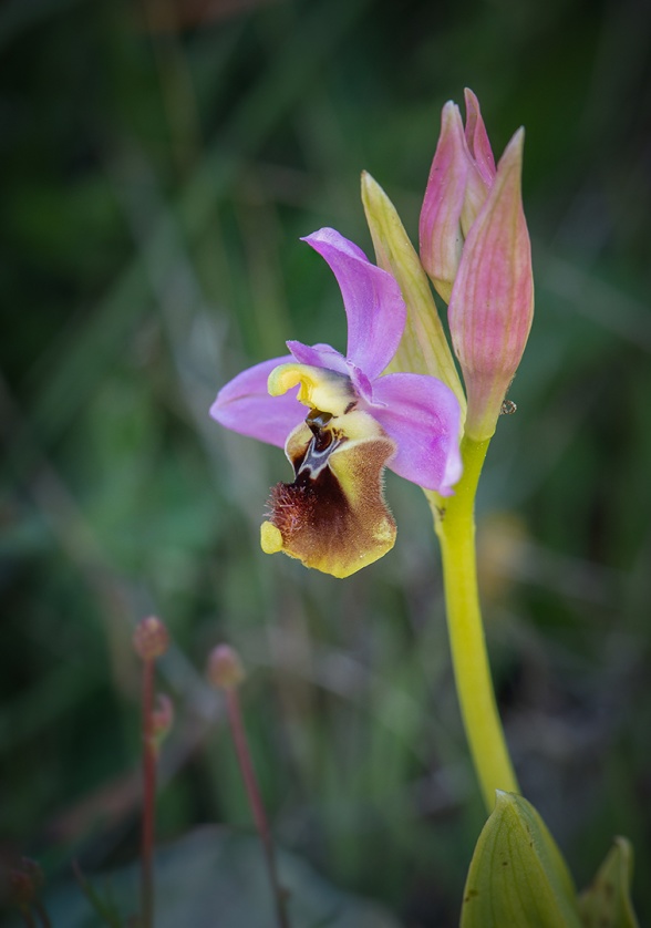 Ophrys tenthredinifera subsp. ficalhoana, Malaga 2019-04-14