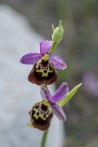Ophrys_holoserica_ssp_ethemeae