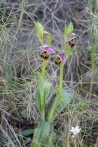 Ophrys_holoserica_ssp_ethemeae_2