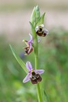 Ophrys_holoserica_ssp_ethemeae_3