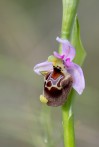 Ophrys_holoserica_ssp_ethemeae_4