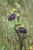 Ophrys_iricolor_10