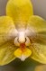 Phalaenopsis hybrid - yellow2