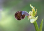 Ophrys omegaifera subsp. basilissa, Kreta 2017-04-08