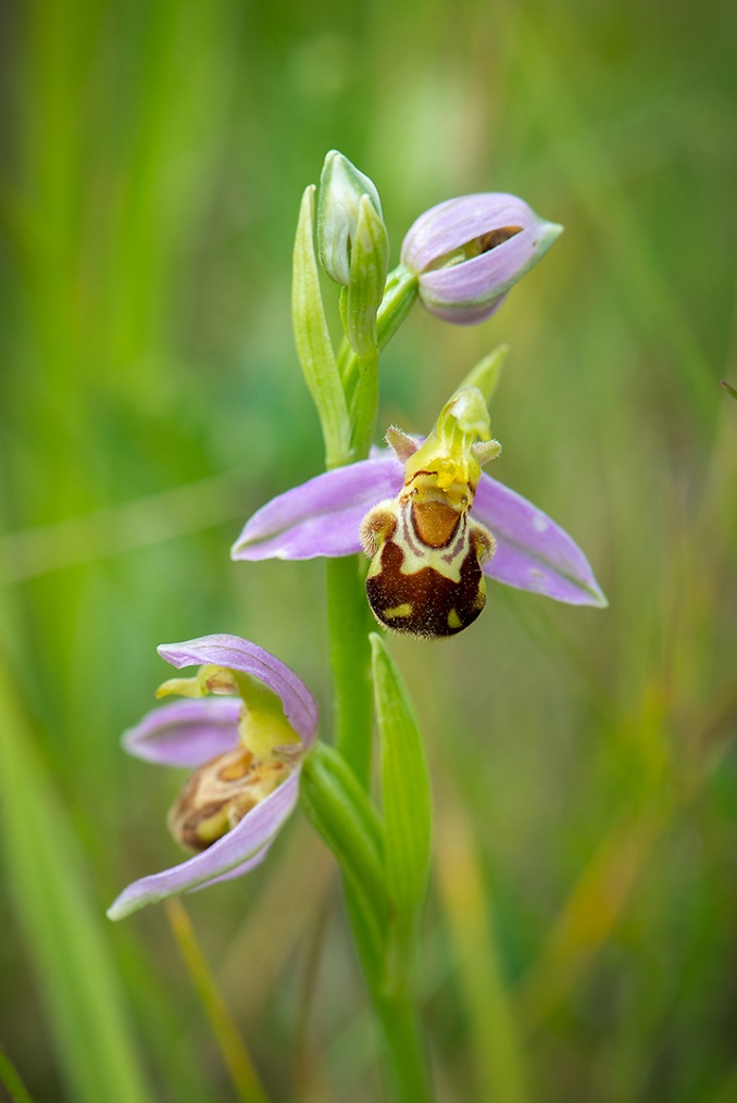 Biofrys, Ophrys apifera. Skåne enda förekomst av denna i Sverige. 2019-06-14