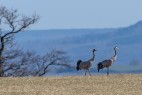 Trana / Common Crane /  Grus grus