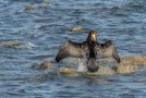 Storskarv  / Great Cormorant  / Phalacrocorax carbo
