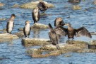 Storskarv  / Great Cormorant  / Phalacrocorax carbo