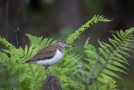 Skogssnäppa / Green Sandpiper / Tringa ochropus