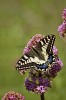 Makaonfjäril / Swallowtail / Papilio machaon, Sicilien 2012-04-27
