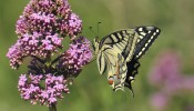 Makaonfjäril / Swallowtail / Papilio machaon, Sicilien 2012-04-27