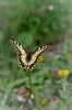 Makaonfjäril / Swallowtail / Papilio machaon, Snäcke