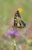 Makaonfjäril / Swallowtail / Papilio machaon