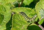 Makaonfjäril / Swallowtail / Papilio machaon - larv, Bohuslän