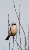 Varfågel / Great Grey Shrike / Lanius excubitor