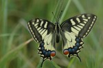 Makaonfjäril / Swallowtail / Papilio machaon,