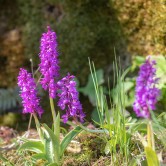 St. Pers nycklar, orchis mascula ssp. mascula