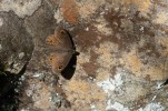 Vitgräsfjäril, Lasiommata maera