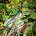 Större kustflickslända / Common Bluetail / Ischnura elegans