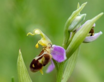 Biofrys, Ophrys apifera