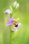 Biofrys, Ophrys apifera