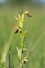 Flugblomster, Ophrys insectifera, Kinnekulle 2020-06-29