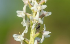 Gymnadenia odoratissima 