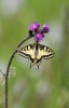 Makaonfjäril / Swallowtail / Papilio machaon, Dalsland 2020-06-26