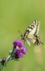 Makaonfjäril / Swallowtail / Papilio machaon, Dalsland 2020-06-26
