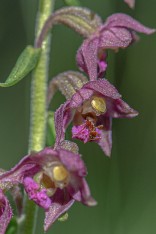 Purpurknipprot, Epipactis atrorubens, Trollhättan 2020-07-10 (med myror)