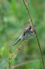 Fyrfläckad Trollslända / Four-spotted Chaser / Libellula quadrimaculata, Åsnebyn 2020-07-20